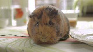 Iedereen wil Simpel - Bram de cavia