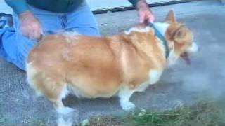 Pembroke Welsh Corgi - Bert Meets FURminator!