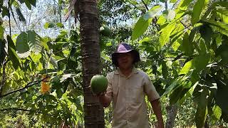 Así PODAMOS el CACAO mira como quedó y terminamos comiendo COCO 🥥