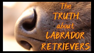 The Truth About Labrador Retrievers