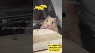 Rumah hamster kayu || link dikomentar