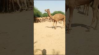 Bull camels walking #ytshorts