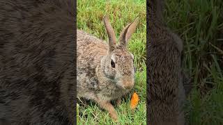 Hungry Bunnies and One in the Background I Didnt Even Notice