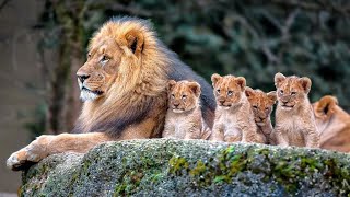 Lion king kids Simba And Stark in Lahore Zoo