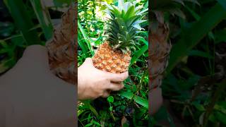 Pineapple പച്ചടി ആയാലോ 🔥 😋 #shorts #trending