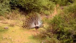 Peacock Dancing Jun16