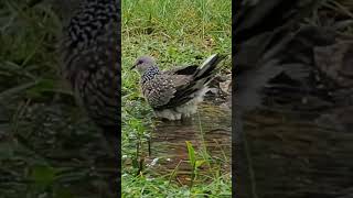 Beauty of Nature ( At my Garden in Sri Lanka)