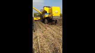 Уборка Подсолнуха Комбайном NEW HOLLAND