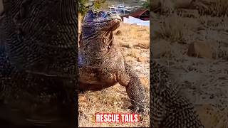 Terrifying Animal EncountersYou Won't Believe || #shorts #rescuetails #AnimalAttacks #Wildlife