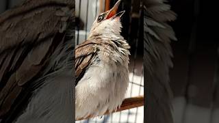 Burung tua rawatan mudah, jarang jemur gacor terus #trucukan