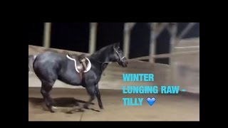 Winter lunging raw - Tilly