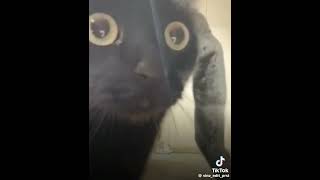 Gatito insano#meme#short#viral short#arcleonel 1k