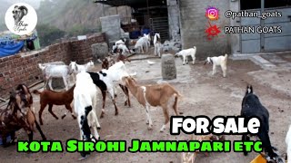 Kota, Sirohi, Jamnapari, etc females Goats For Sale| Saste bakre|Pathan Goats|Mumbra Goats