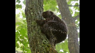 Porcupine Climbing a Tree