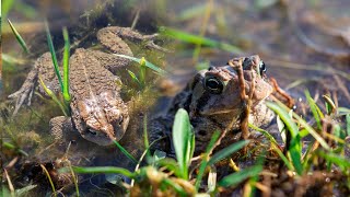 Spring Lovers at Garbry Big Woods Reserve