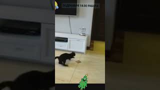 Вангую 100,% 31декабря #самыесмешныевидео  😂🥴#shorts #funny #funnymemes #viralvideo #приколы