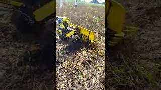 soybean harvesting in india