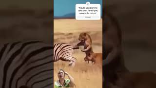 Zebra Shows Off Its Moves! 🦓💨 Kicks and Outruns Lions in Epic Escape! #Zebra #Lion #shorts