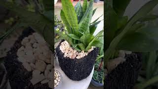 SANSEVIERIA LENGUA DE TIGRE#suculentas #jardín #tour #