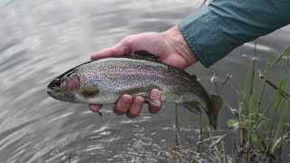 Fall Fly Fishing at Trout River Falls