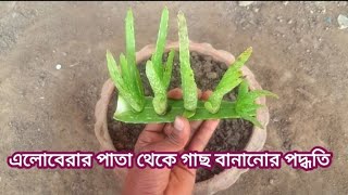 এলোবেরা চারা বানানোর পদ্ধতি # এলোবেরার পাতা থেকে গাছ #Nyeme hassan.  2023..  #@