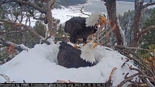 Break Jackie 🦅 Shadow with Fish 🐟 Shadow back incubating 🪺 Jackie with fluffy stick 🌾 1/16/2023