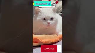 Beautiful 😍 Cat 😻😺 MashaAllah ☺️ #trending #mustwatch #youtubeshorts #viralvideo #cat #catlove