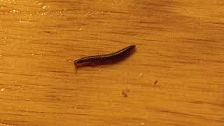 Millipede Feb 2024