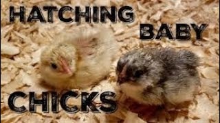 Amazing Full Prosess of K&N'S Chicks Hatchery || K&N'S Poultry Hatchery , K&N'S Farming