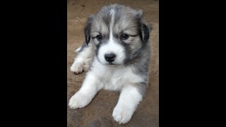 Dog and puppies II part 1