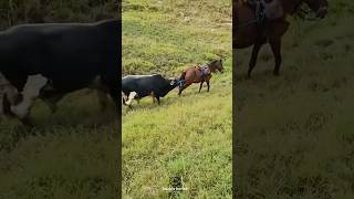 Pulling cattle by horse😂|کشوندن گاو توسط اسب😂#animals #horse #cow #funny #خنده #اسب #گاوں