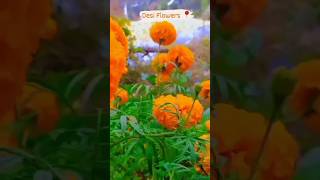 #pahadi #flowers #verialvideo #shortfe #shortfeed #shortviral