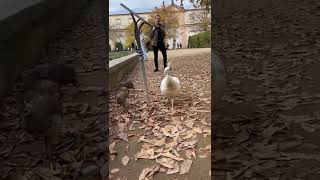 Small peacocks in the Waldstein garden #shorts #cute #funny