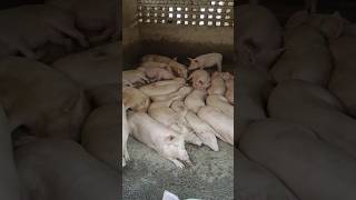 Pig farming business is trending business ।pig farm in haryana महीने के लाखों कमाये#pig #viral