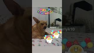 Big & cute chihuahua greeting you”HAPPY BIRTHDAY”🥳🎂🥳 #shorts|#dog|#funny|#trending|#subscribe#FYP