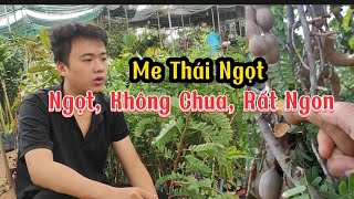 Giống Me Thái Ngọt Thái Lan - Dòng F1 Cây Giống Khoẻ Mạnh LH: 0353.094.444