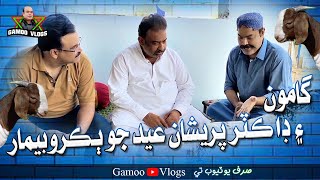 Gamoo Ain Doctor Pareshan Eid Jo Bakro Bimar | Asif Pahore (GAMOO) | Gamoo Vlogs Comedy Funny 2023