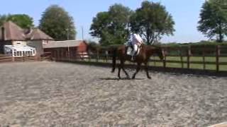 intro a - dressage anywhere