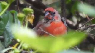 DSCN9793Young Cardinal grooming feathers