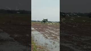 BURUNG BANGAU SAWAH KUNTUL BERDATANGAN