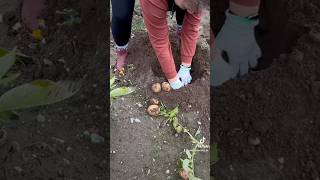 Checking out potato plants!