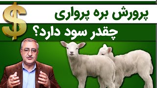 پرورش بره پرواری چقدر سود دارد؟