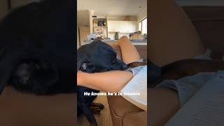 This rottweiler has perfected the art of Drama 🤣🤣 | #shorts #rottweiler #funny