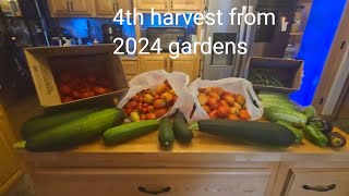 Harvesting the 4th Bounty from 2024 Gardens