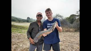 Snakehead | Murrel | Gabus |Channa Marulius fishing from India