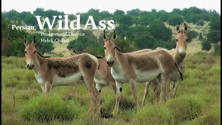 Wildlife of Iran: Persian Wild Ass/ حیات وحش ایران: گورهای ایرانی