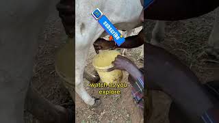 Discovering Masai Traditions: Man showing skills to Milk a Cow!#shorts#shortvideo#shortfeeds#masai