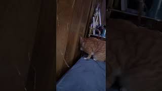 Adorable orange tabby cat spooks itself 🐈 😻 #happycaturday