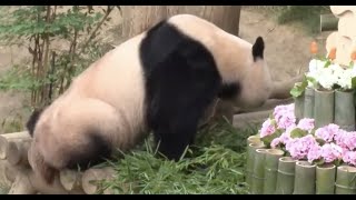 🇨🇳🐼🇰🇷 【直播】在韩大熊猫福宝3岁啦！一起线上云参与它的生日会吧！