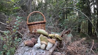 Funghi Porcini  🍄2023 dell' 8 Ottobre bassa quota , 🍄 Boleto badio "imleria badia" !!